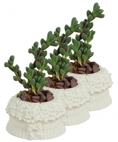 Mini Çiçek Saksı Küçük Sukulent Beyaz Kaktüs Saksısı 3lü Set Çiçekli Fiyonklu Model